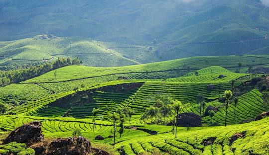 Cochin Munnar Alleppey Tour 3 Nights 4 Days